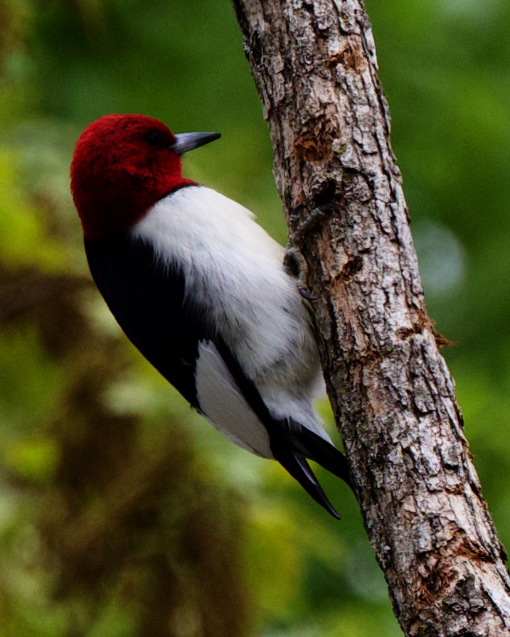 Red-headed Woodpecker - ML613422347