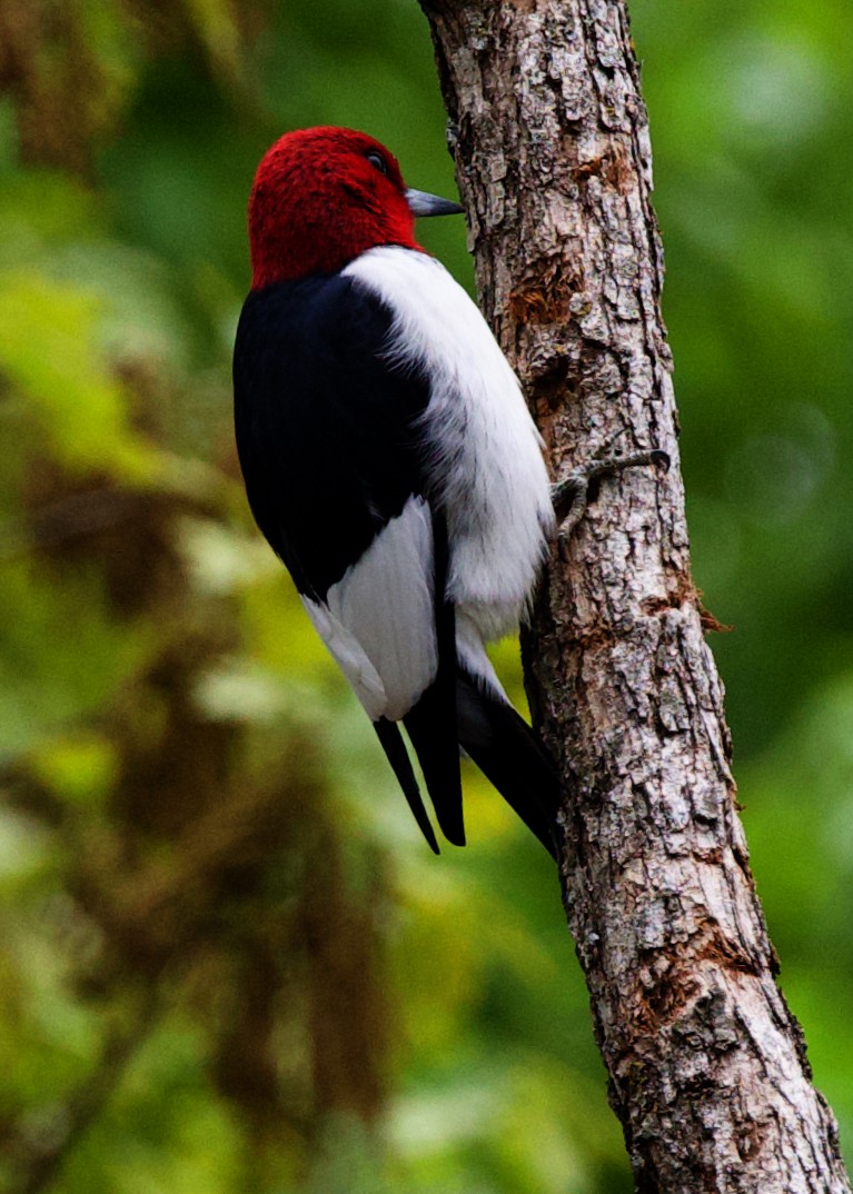 Red-headed Woodpecker - ML613422348