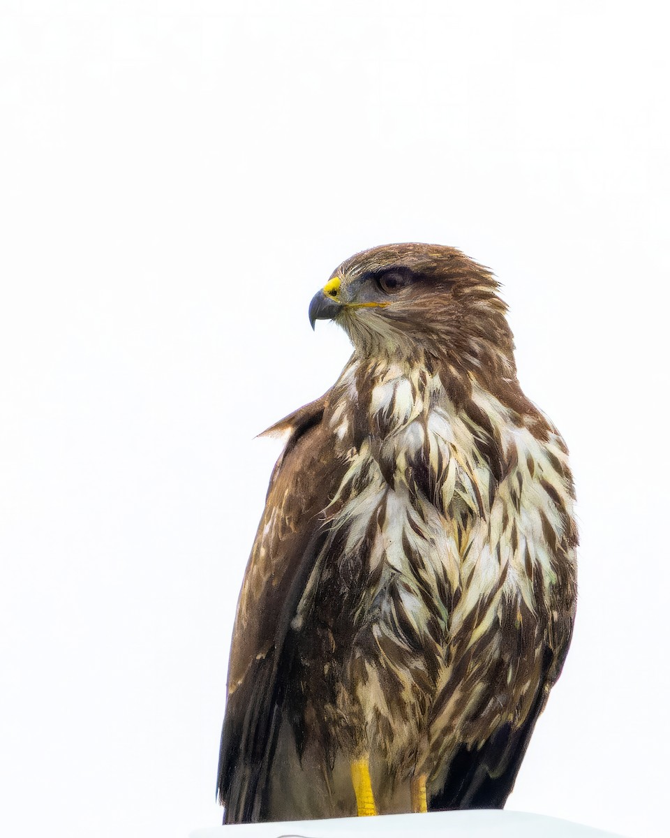 Common Buzzard - ML613422360