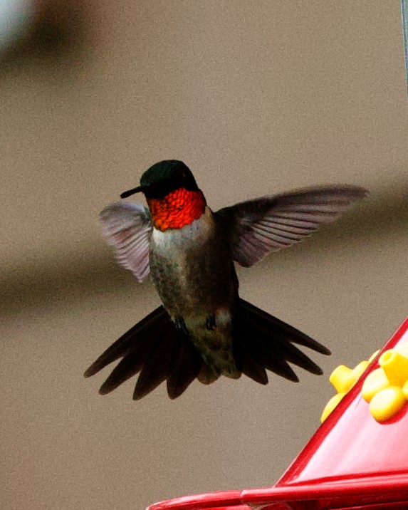 Ruby-throated Hummingbird - ML613422391