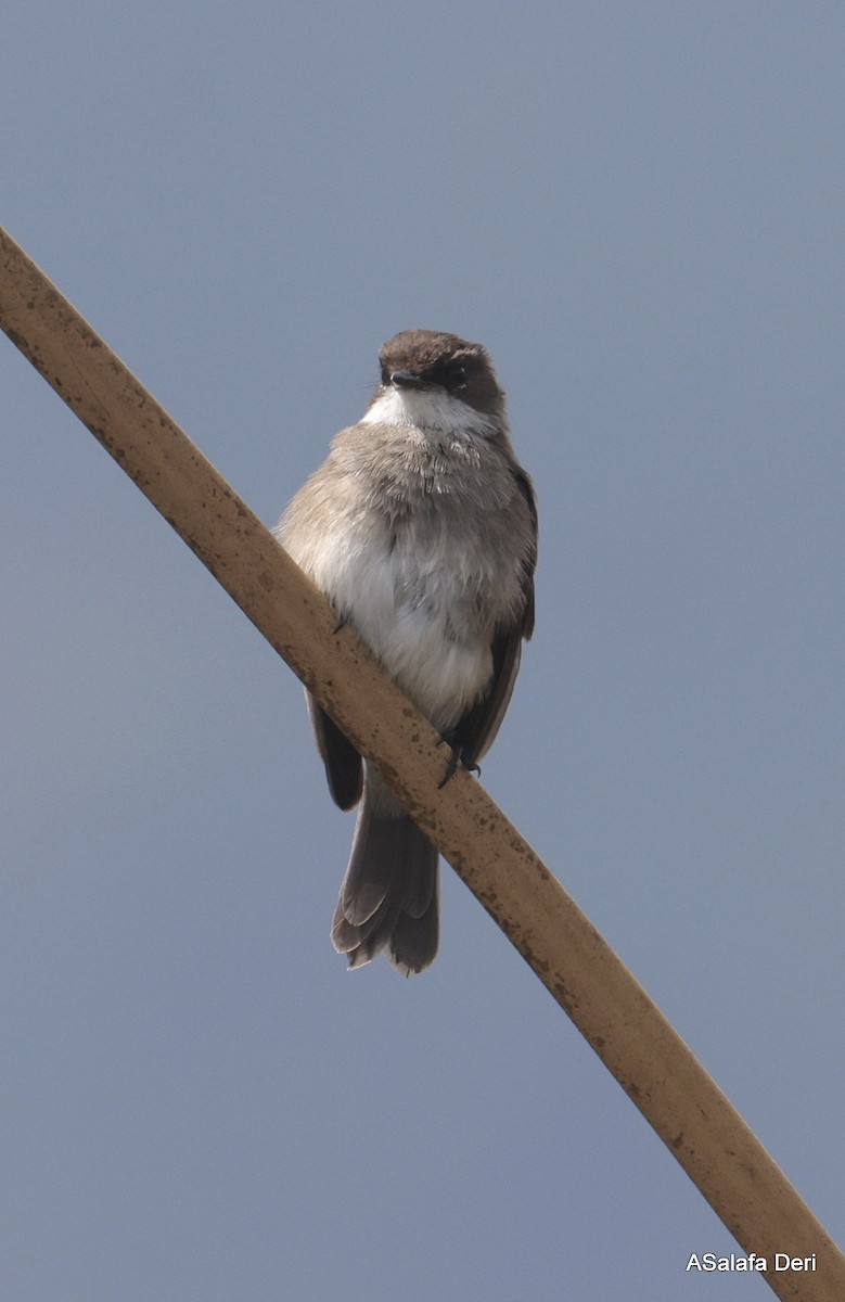 Swamp Flycatcher - ML613422407