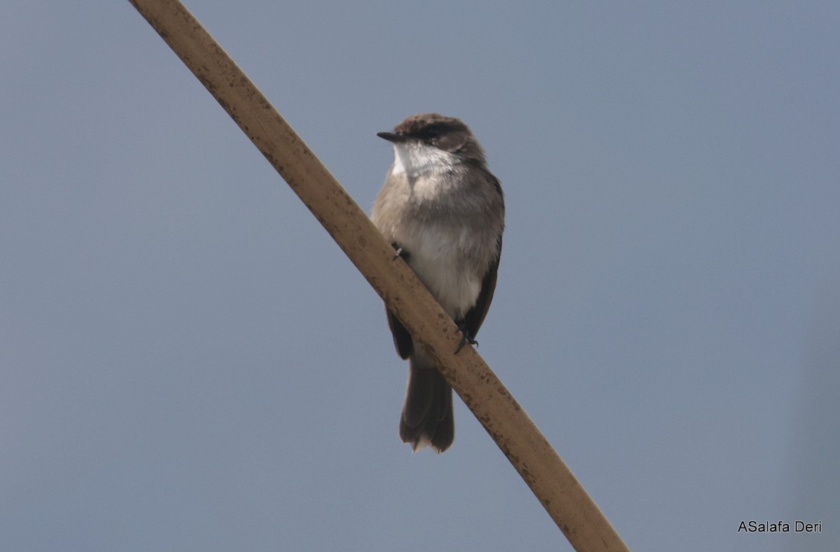 Swamp Flycatcher - ML613422408