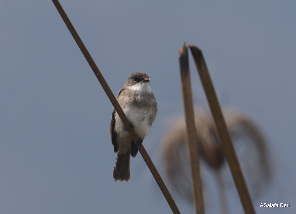 Swamp Flycatcher - ML613422410