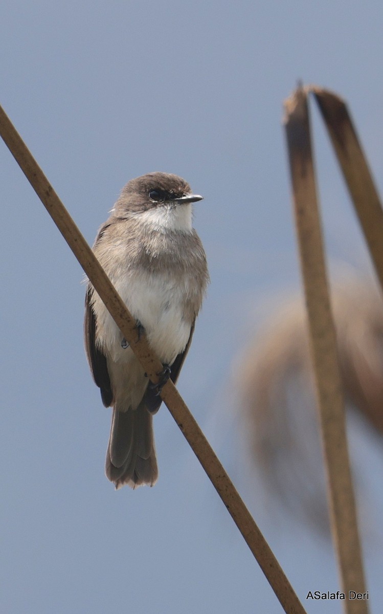 Swamp Flycatcher - ML613422411