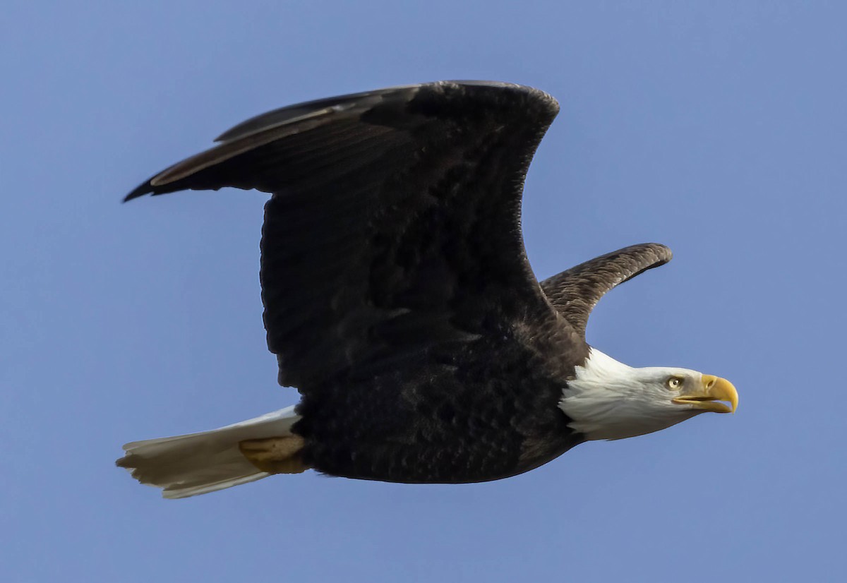 Bald Eagle - ML613422412