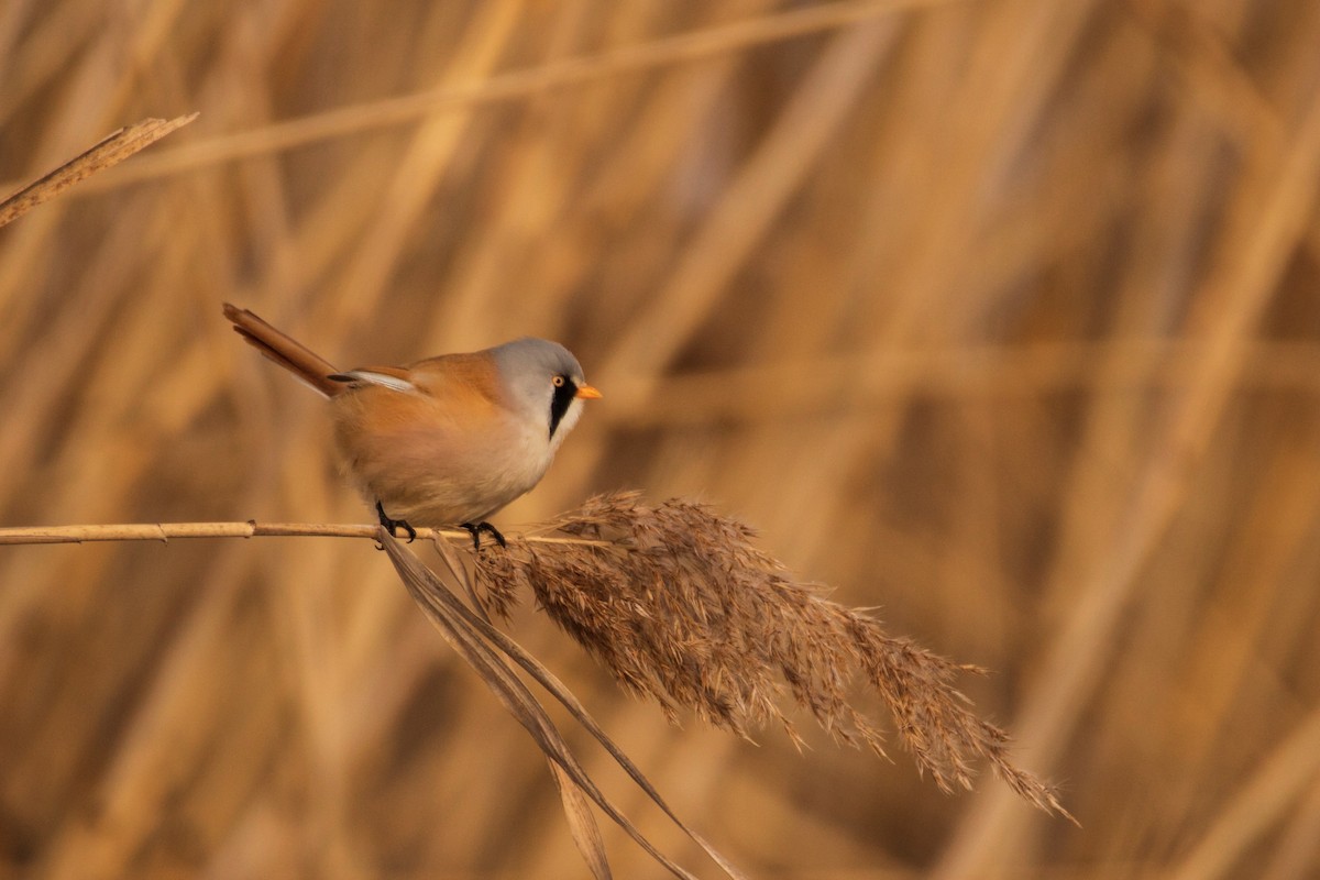 Bearded Reedling - Rocco Nekić