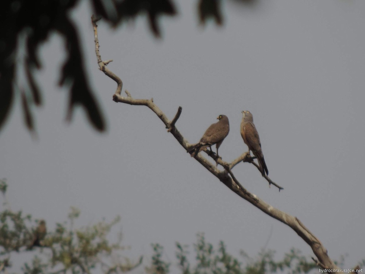 Grasshopper Buzzard - ML613422441