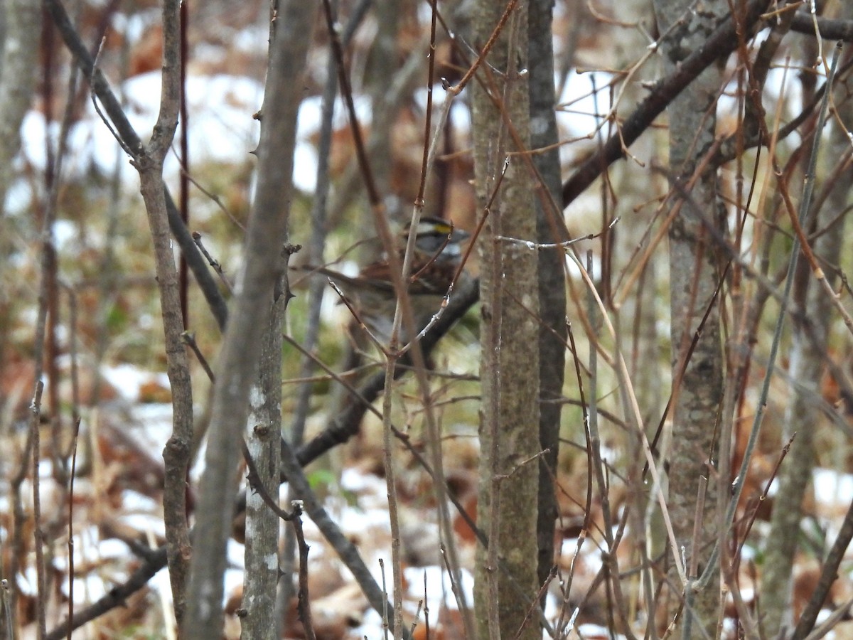 White-throated Sparrow - ML613422499