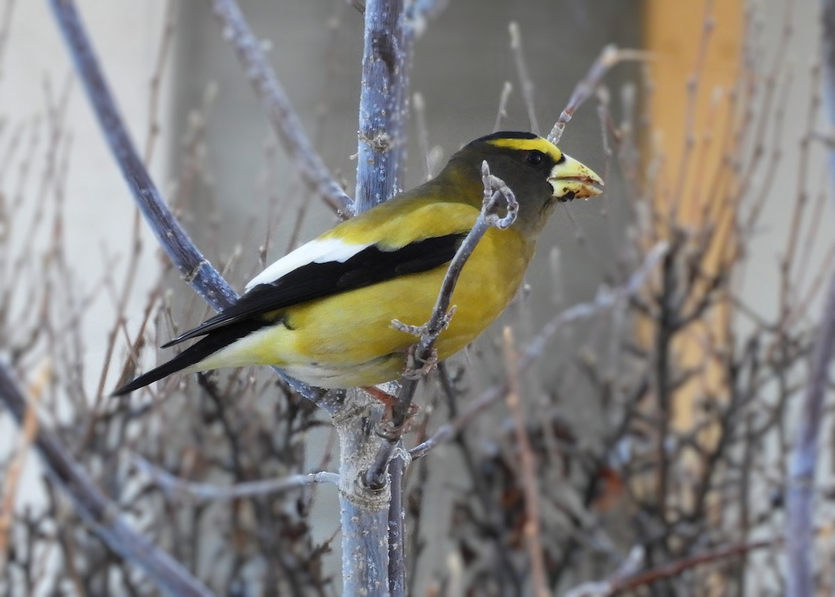 Evening Grosbeak - ML613422508