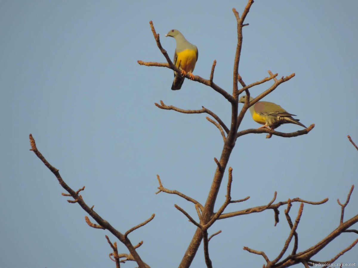 Bruce's Green-Pigeon - ML613422569