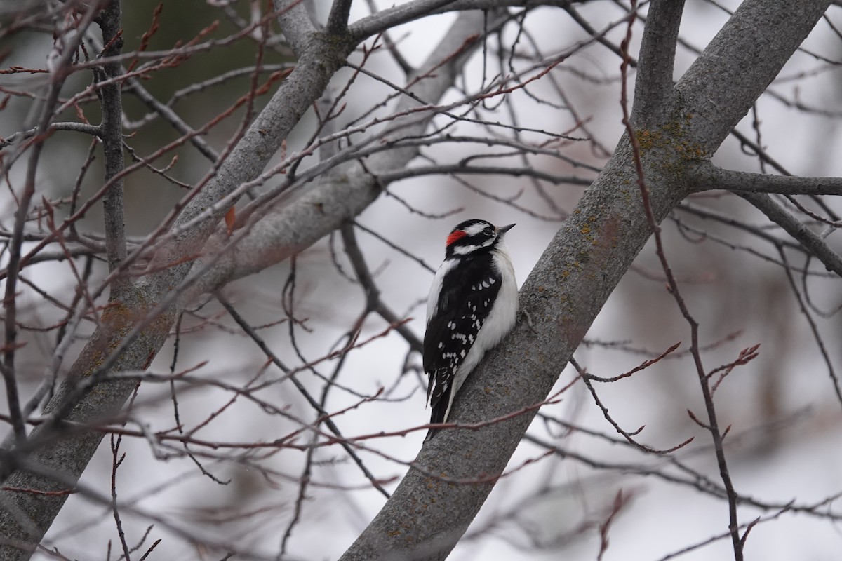 Downy Woodpecker - ML613422571