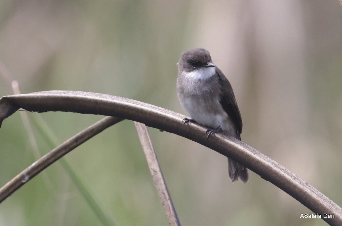 Swamp Flycatcher - ML613422574