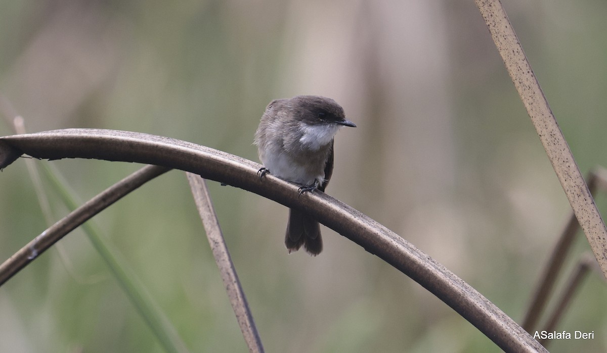 Swamp Flycatcher - ML613422576