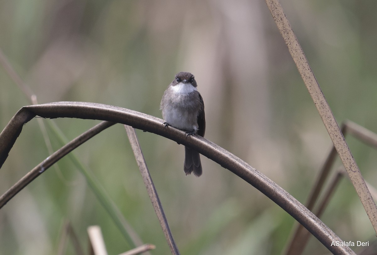 Swamp Flycatcher - ML613422577