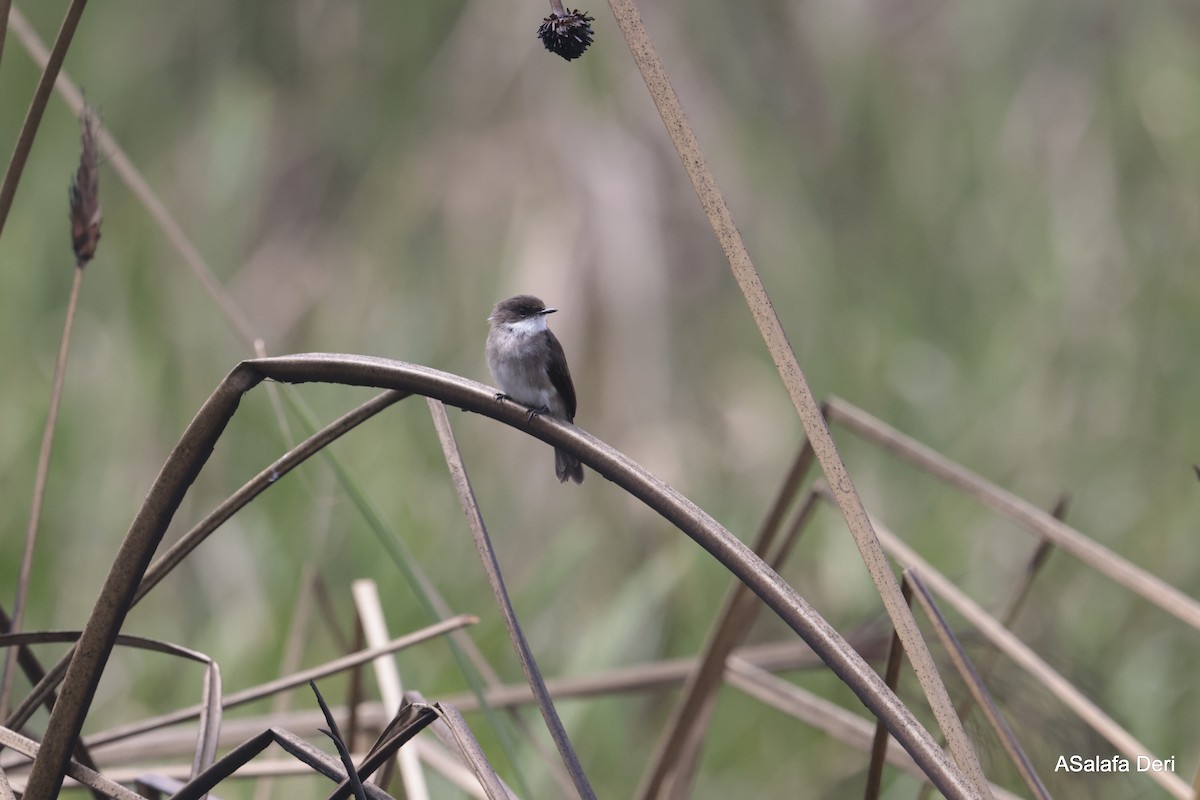 Swamp Flycatcher - ML613422579