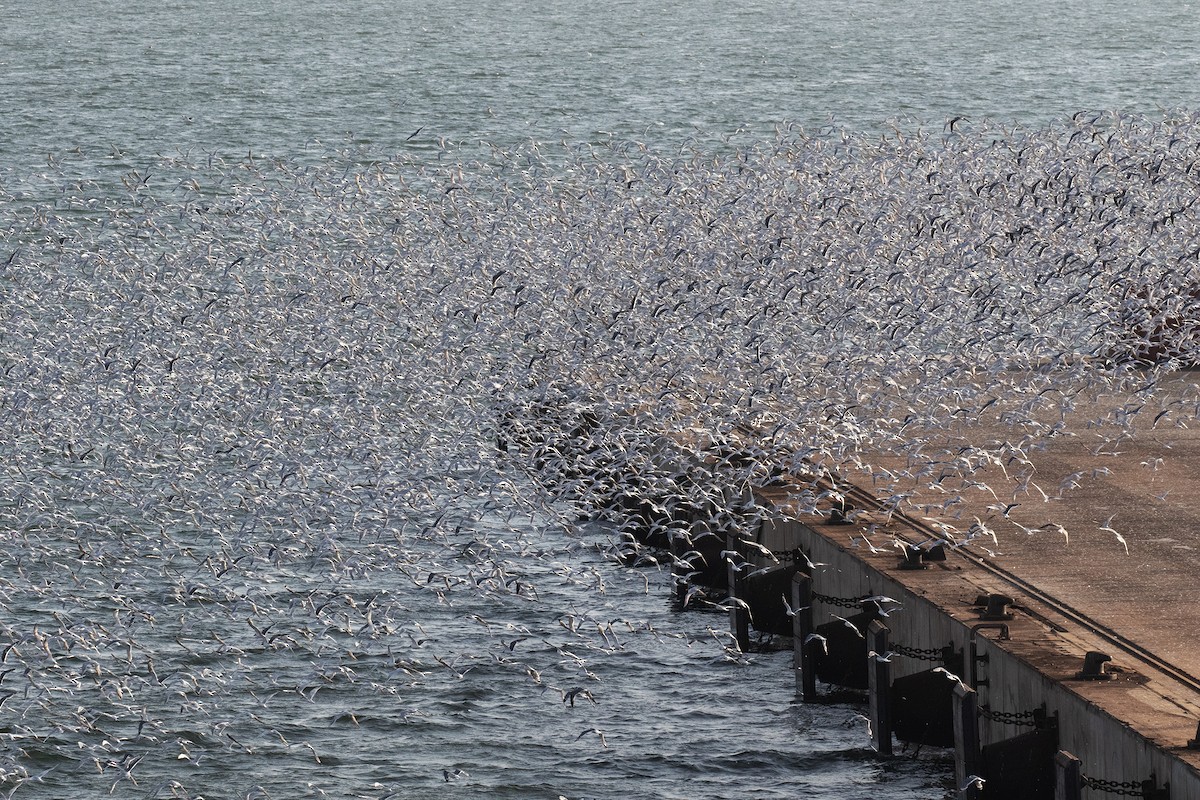 Elegant Tern - ML613422691