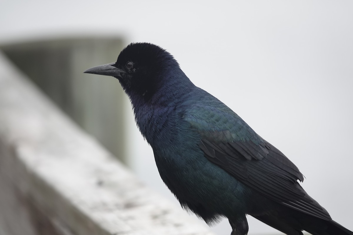 Boat-tailed Grackle - John  Paalvast