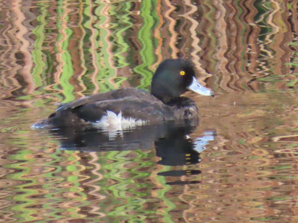 Tufted Duck - ML613422747