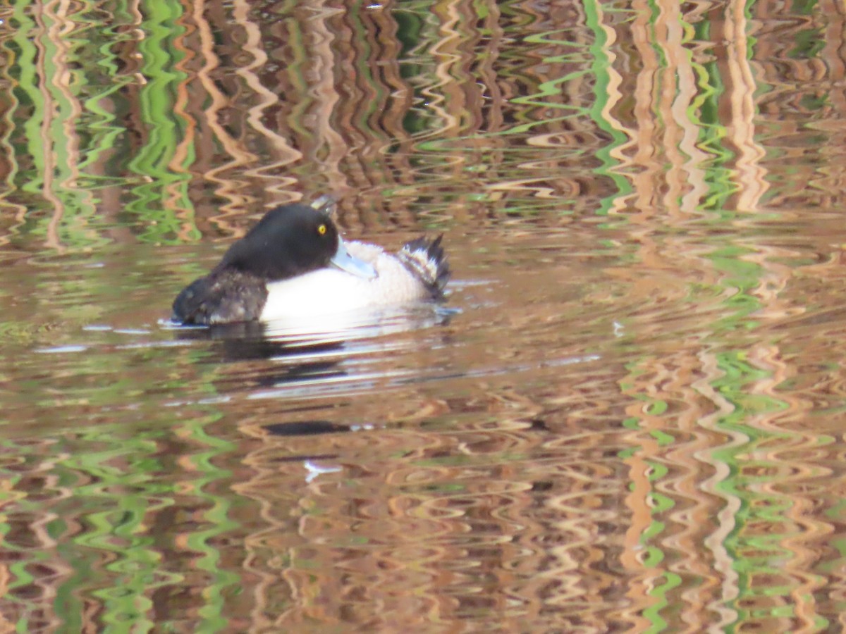 Tufted Duck - ML613422748