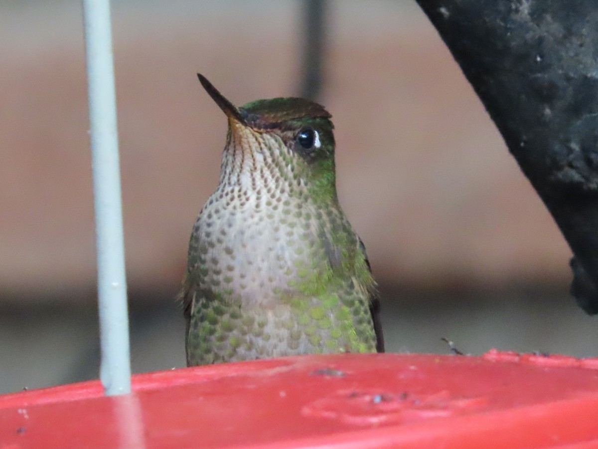Green-backed Firecrown - ML613422849