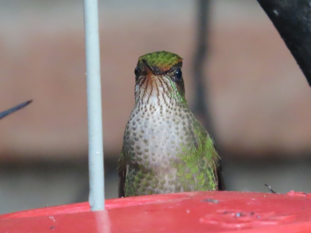 Green-backed Firecrown - ML613422850