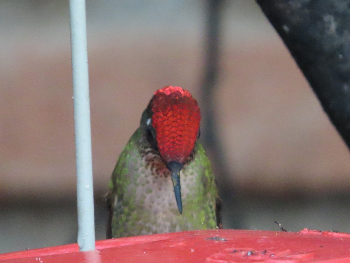 Green-backed Firecrown - ML613422851