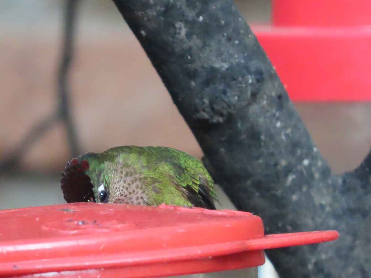 Green-backed Firecrown - ML613422852
