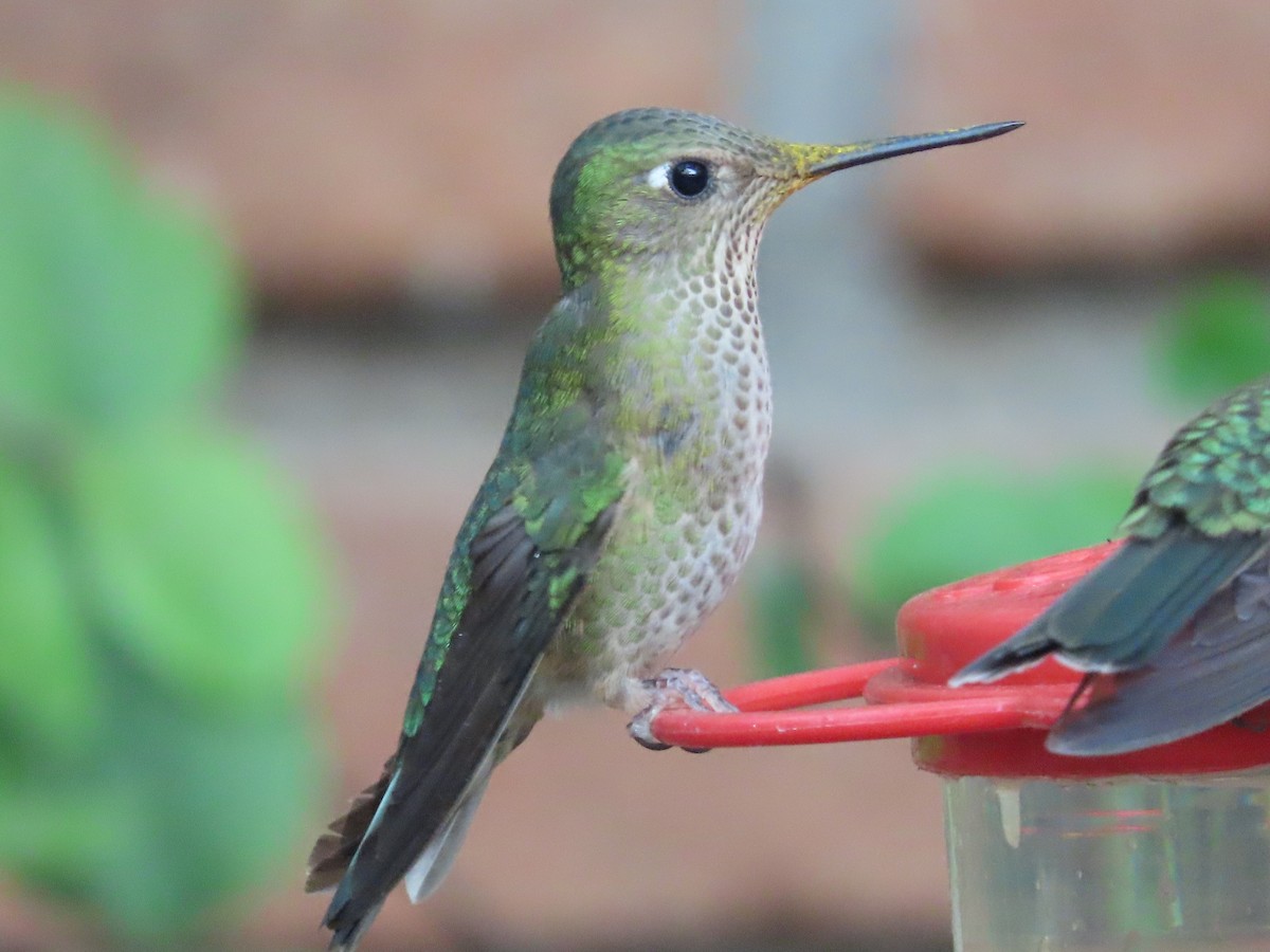 Green-backed Firecrown - ML613422853