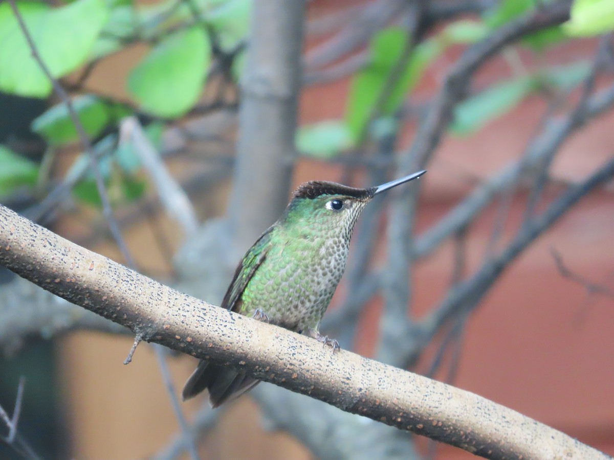 Green-backed Firecrown - ML613422854