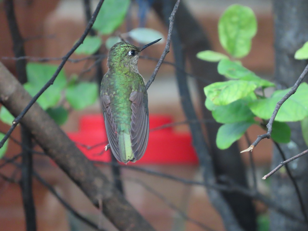 Green-backed Firecrown - ML613422855