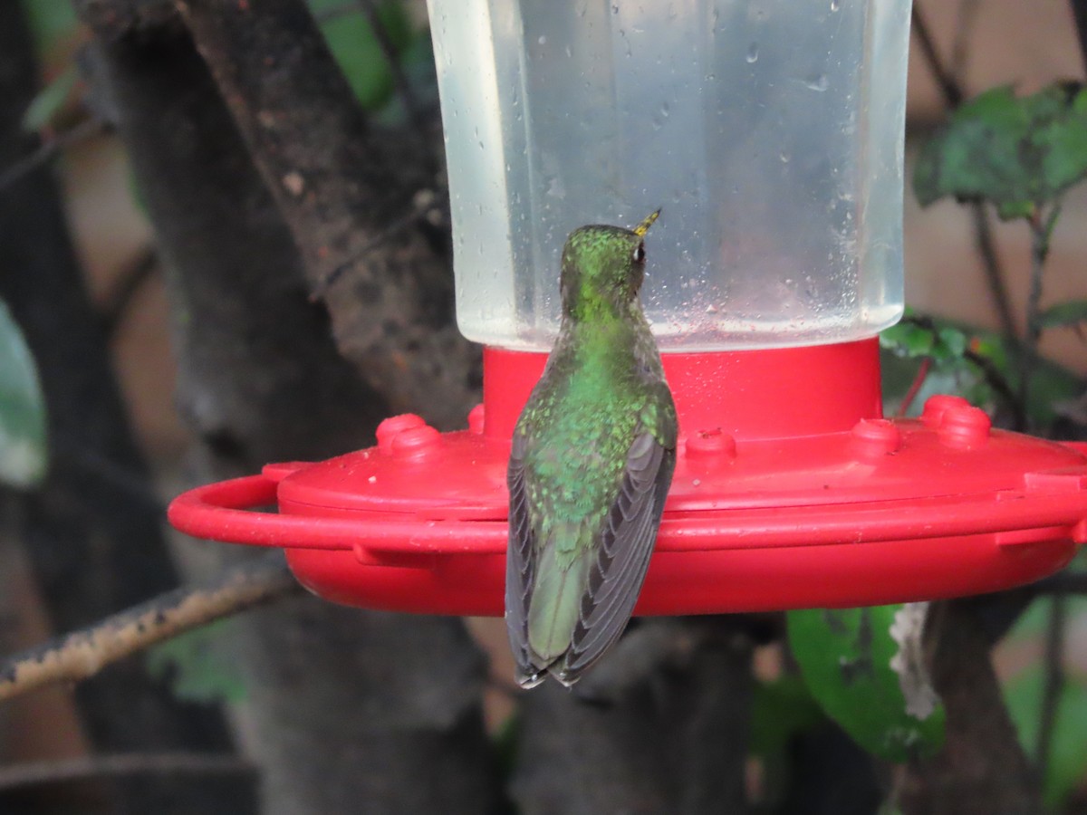 Green-backed Firecrown - ML613422856