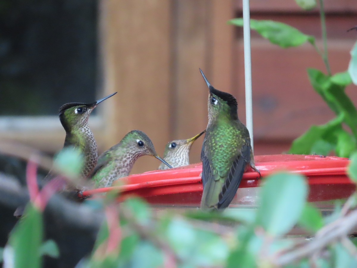 Green-backed Firecrown - ML613422858