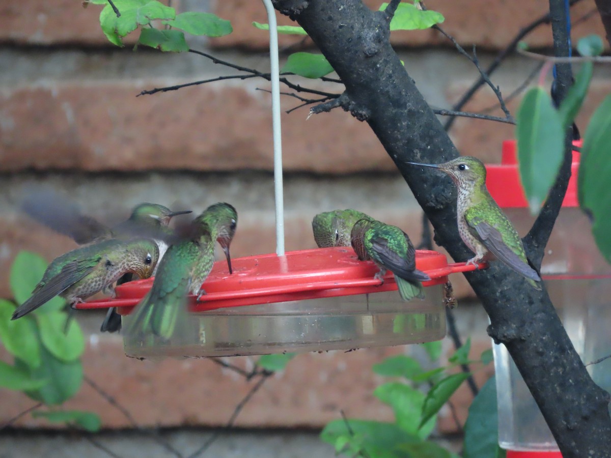 Green-backed Firecrown - ML613422861