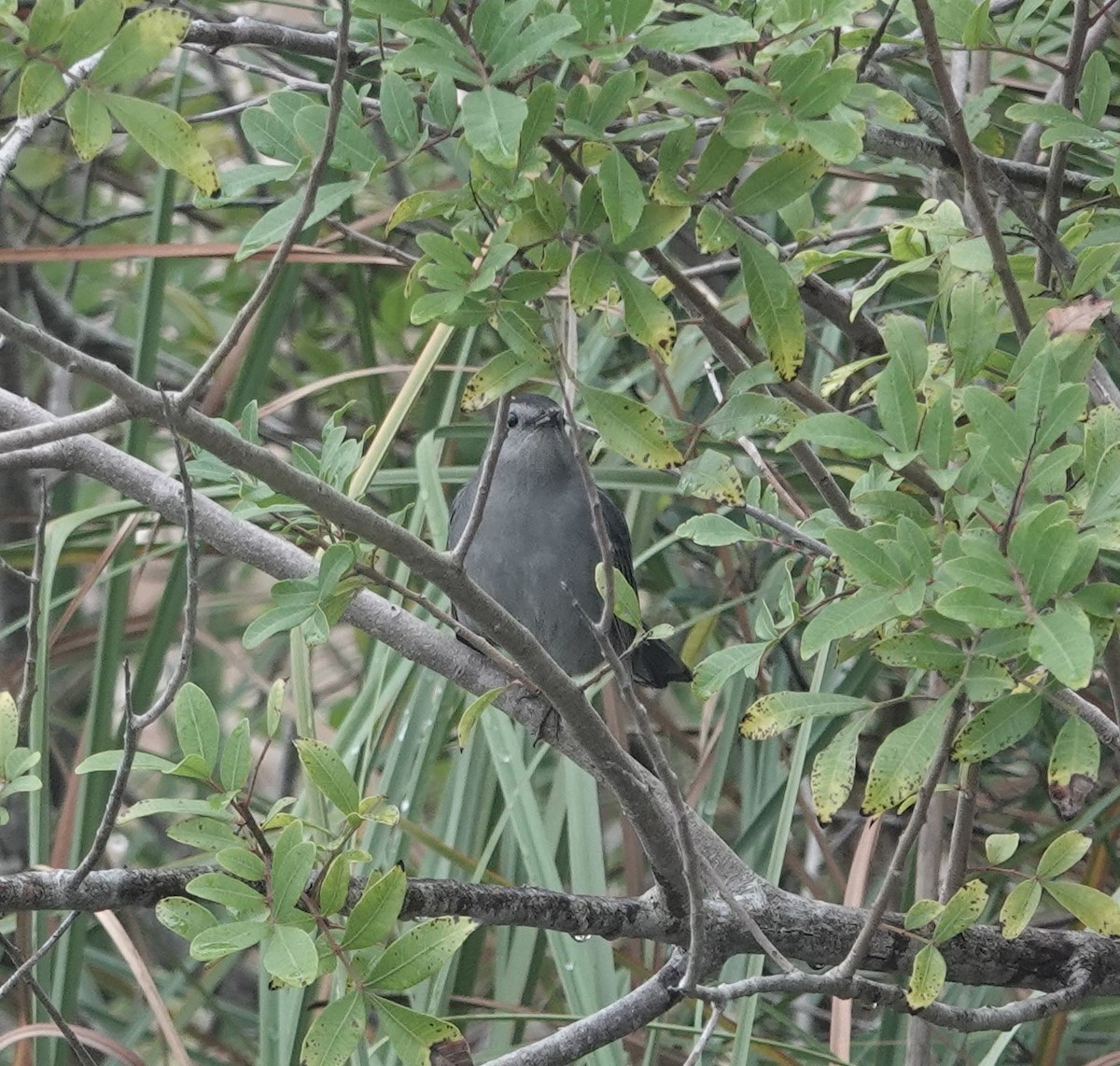 Gray Catbird - ML613422864