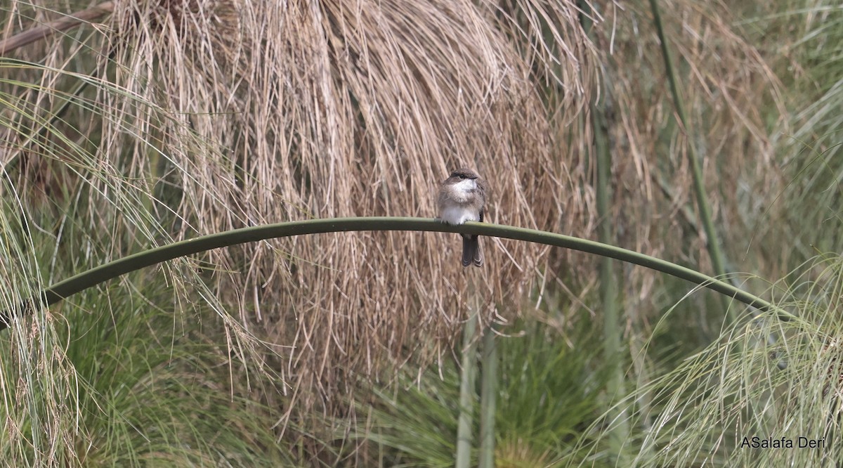 Swamp Flycatcher - ML613422883