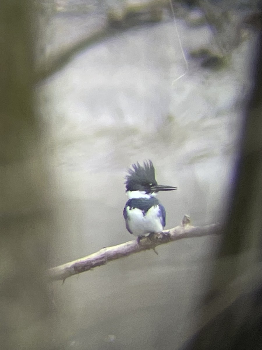 Belted Kingfisher - ML613422928