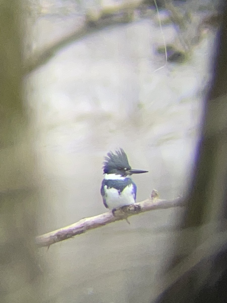 Belted Kingfisher - Luke Donahue