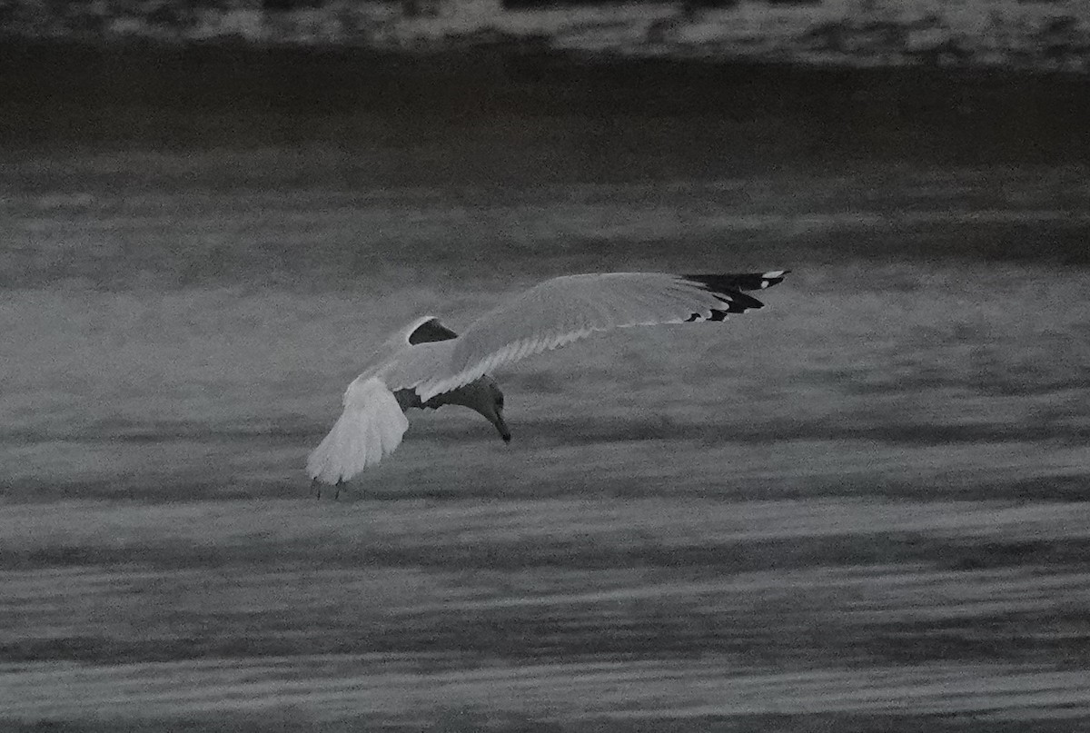 Ring-billed Gull - ML613422939