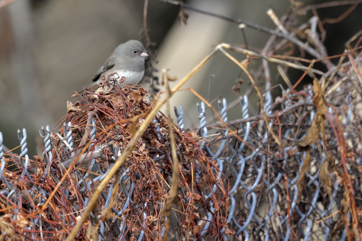 Junco Ojioscuro - ML613422973