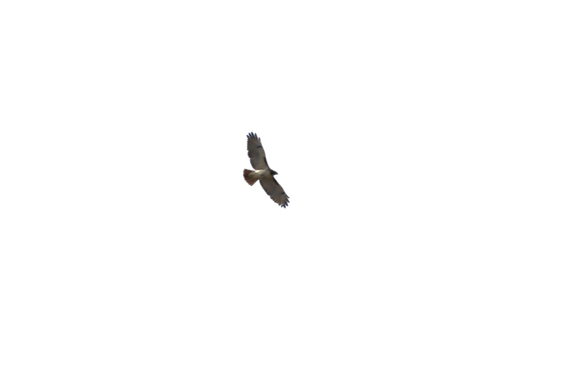 Red-tailed Hawk - ML613422984