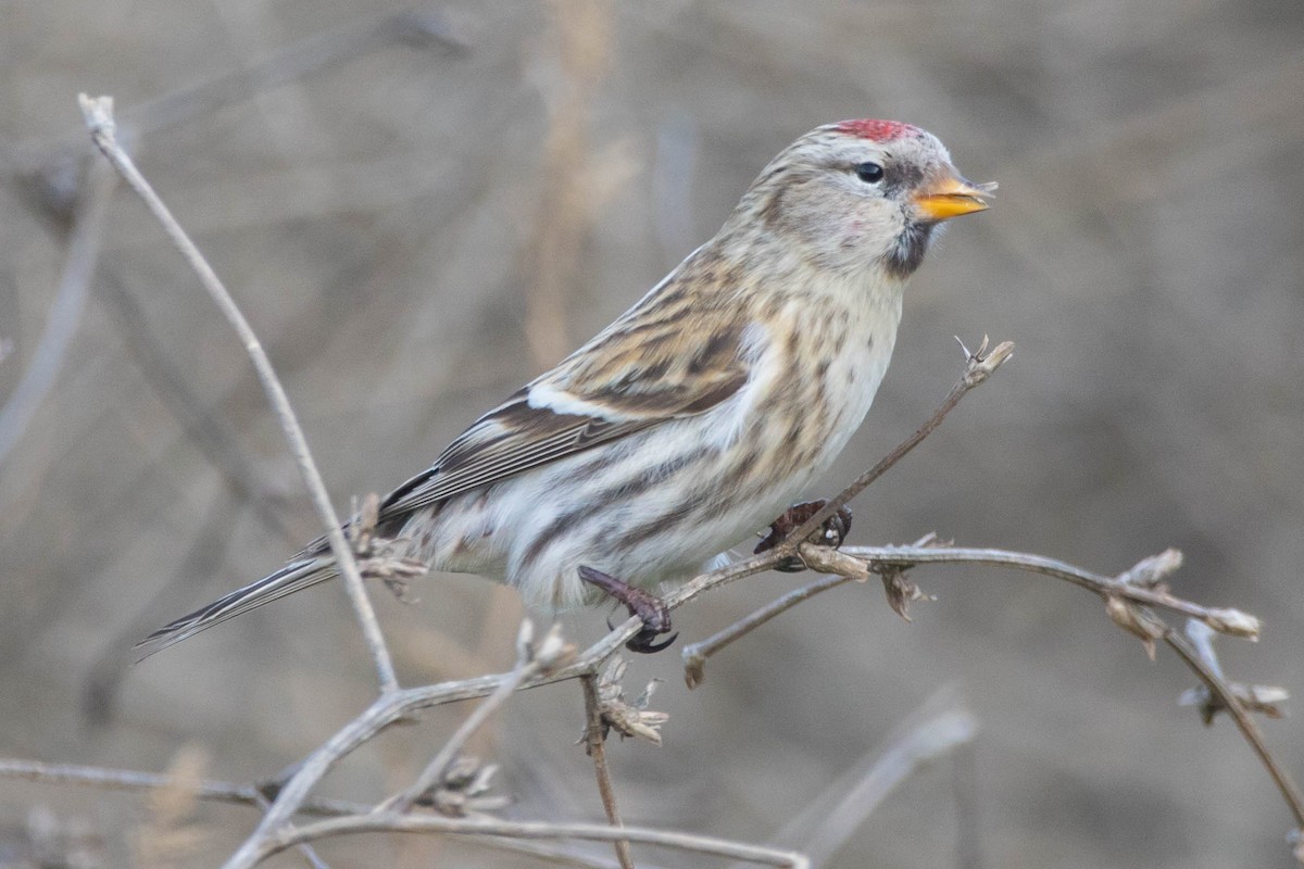 Redpoll (Common) - ML613423123