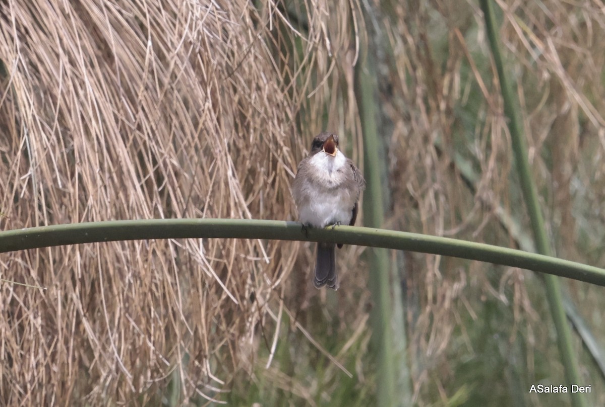 Swamp Flycatcher - ML613423151