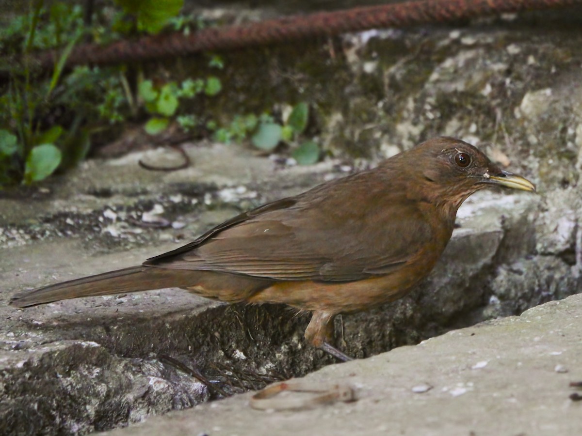 Clay-colored Thrush - ML613423226