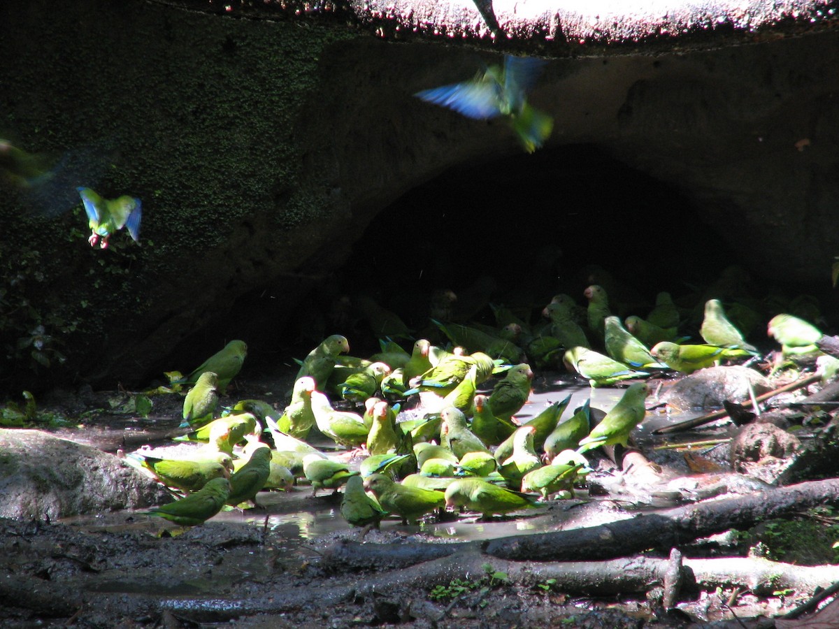 Cobalt-winged Parakeet - Roger Foxall