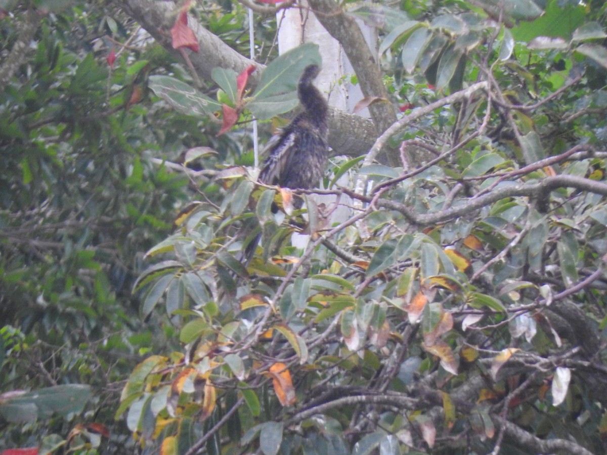 anhinga americká - ML613423317