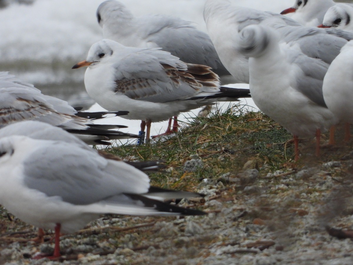 Black-headed Gull - Sławomir Karpicki