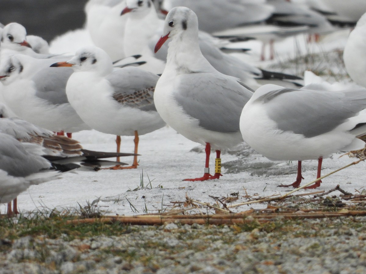 Black-headed Gull - ML613423436