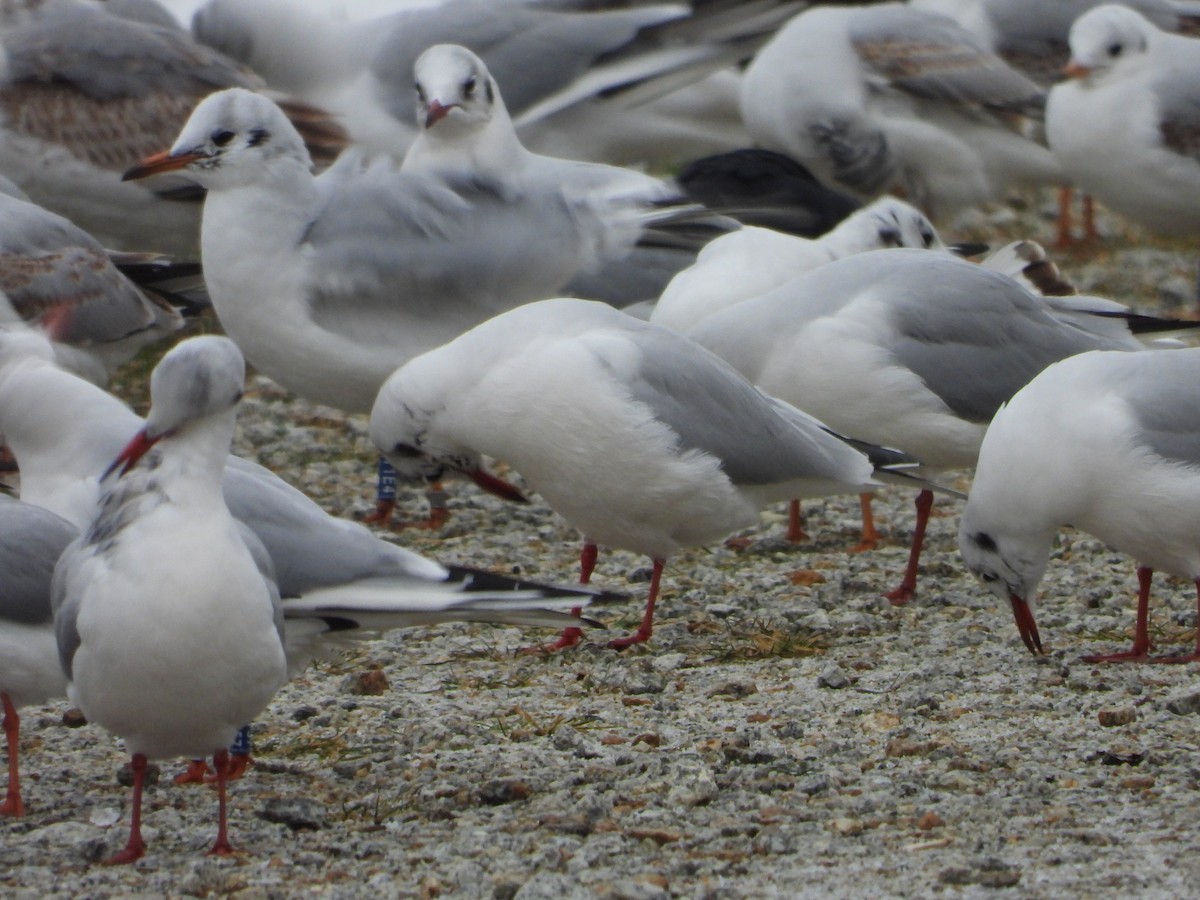 Black-headed Gull - Sławomir Karpicki