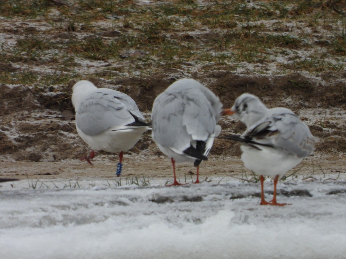 Black-headed Gull - ML613423444