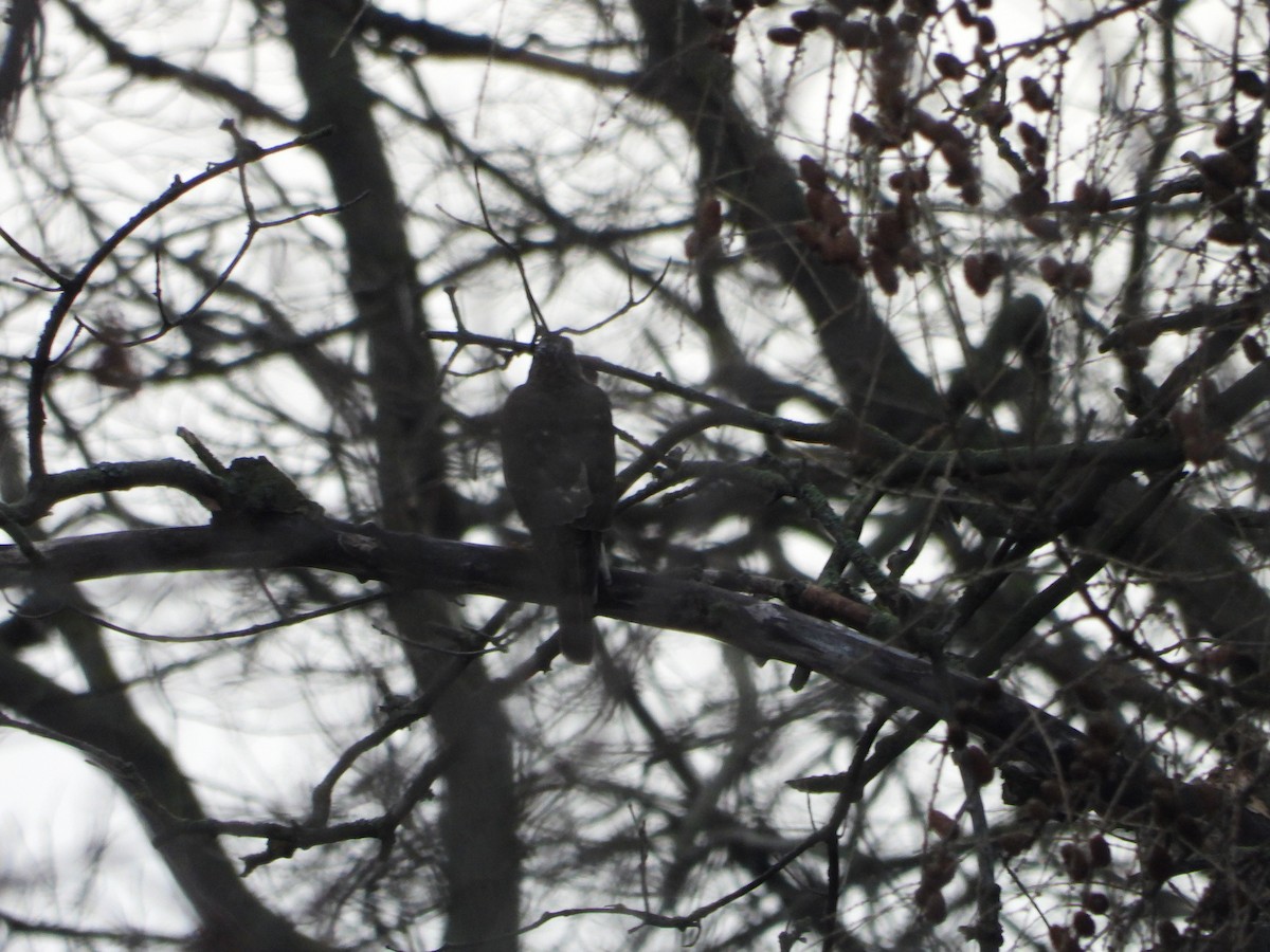 Морин харцага - ML613423525